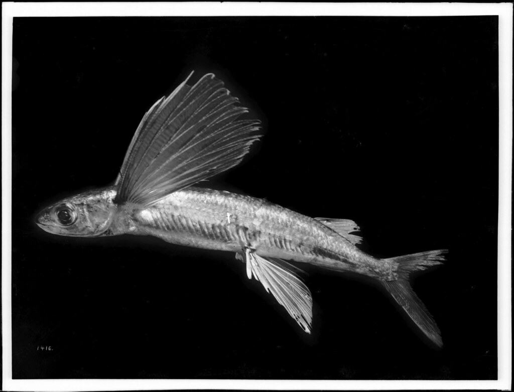 Black and white photograph of a flying fish specimen with its fins spread