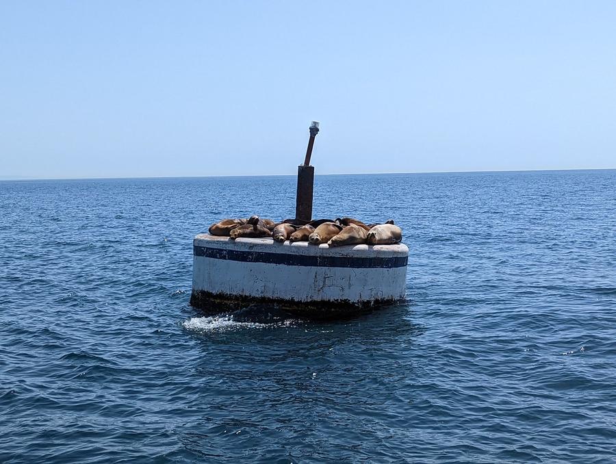 Sea lions crowded on top of a white navigation buoy in open blue water