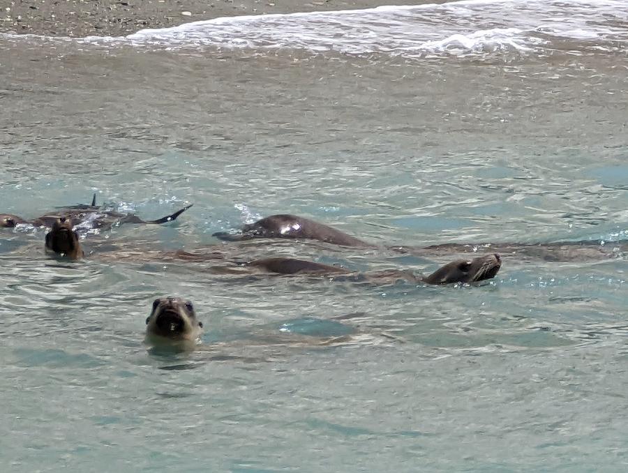 Several sea lions swimming in clear green water near the shore